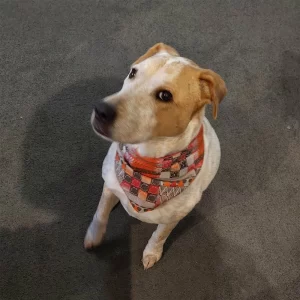 Upcycled Dog Bandanas