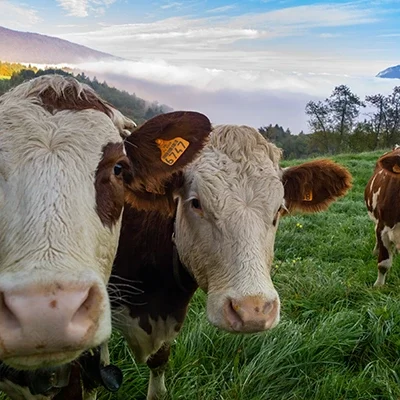 farm stock for hospice