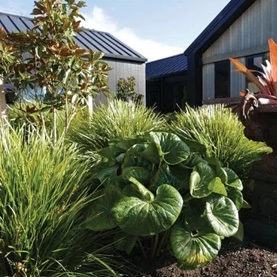 franklin hospice garden ramble