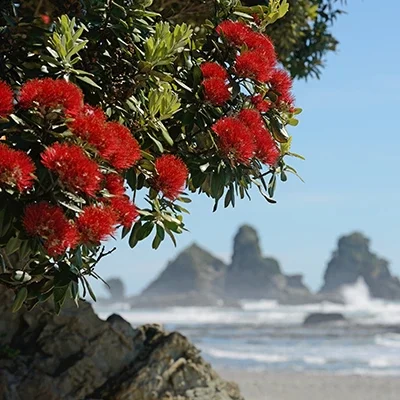 pohutakawa