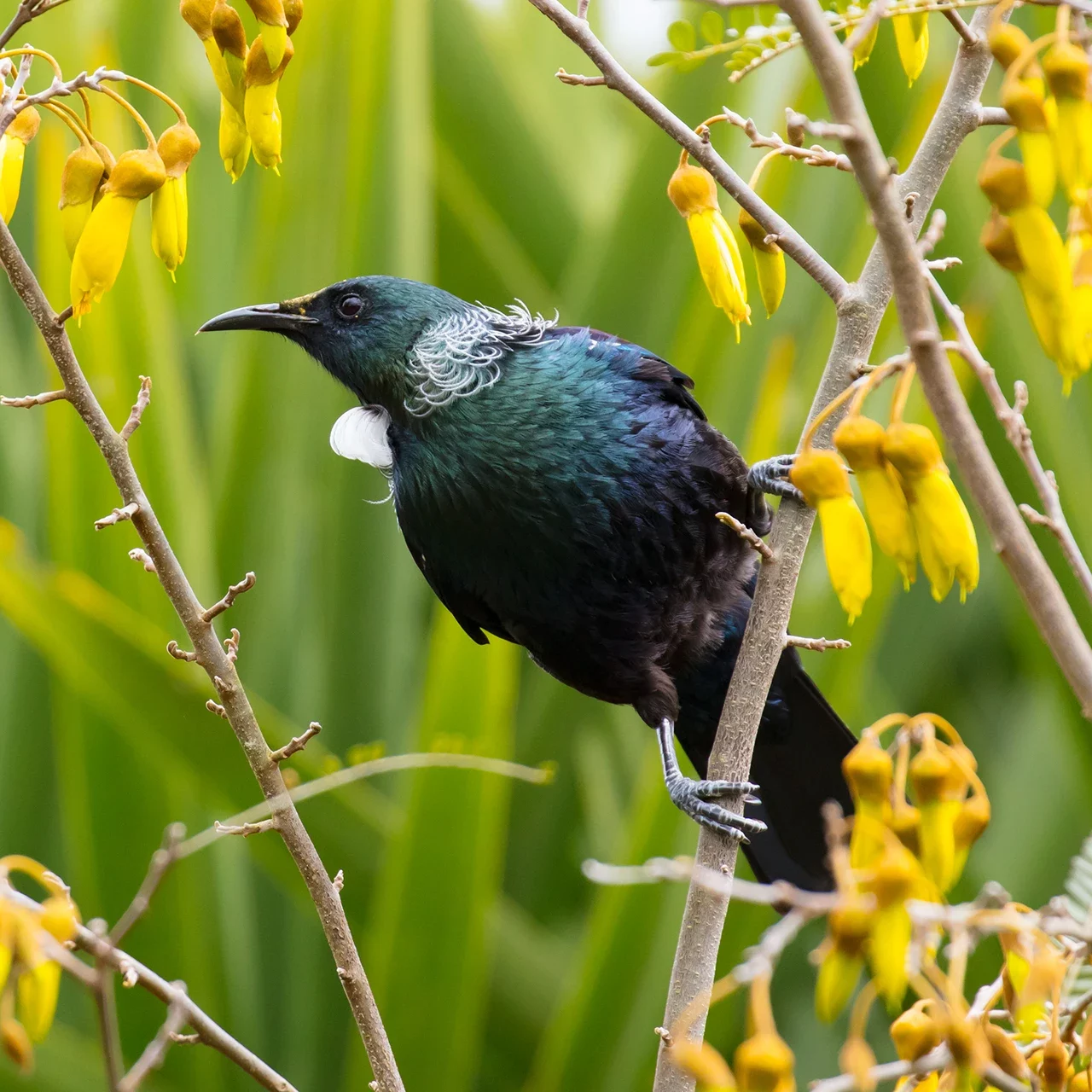 tui and kowhai